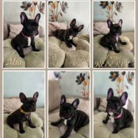 Chiots bouledogue français disponibles