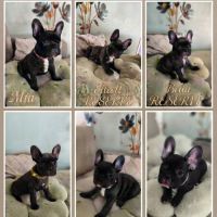 Chiots bouledogue français disponibles