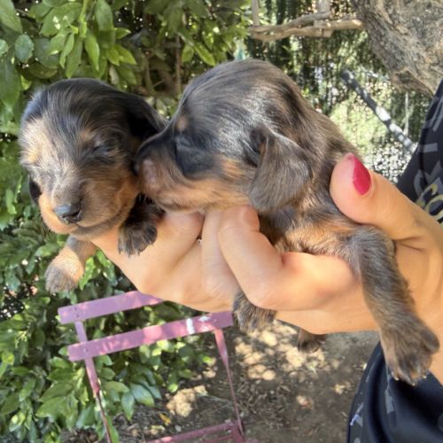 Chiots teckels nain/kaninchen