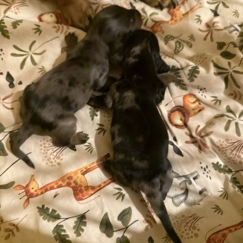 Chiots teckels nain/kaninchen #0