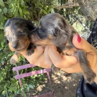 Chiots teckels nain/kaninchen