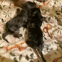 Chiots teckels nain/kaninchen