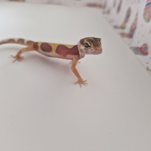 Petit gecko léopard 