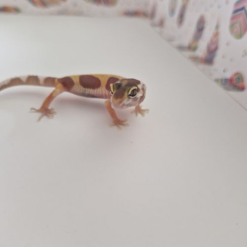 Petit gecko léopard 