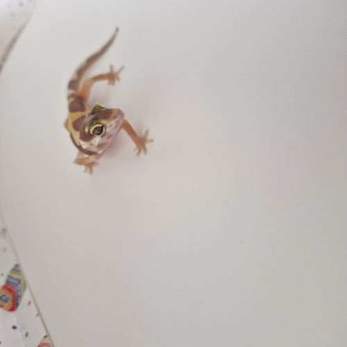 Petit gecko léopard 