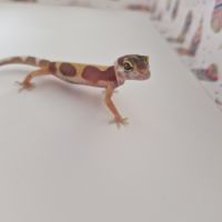 Petit gecko léopard 