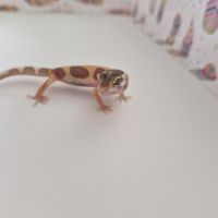 Petit gecko léopard 