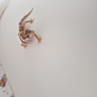 Petit gecko léopard 