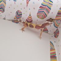 Petit gecko léopard 