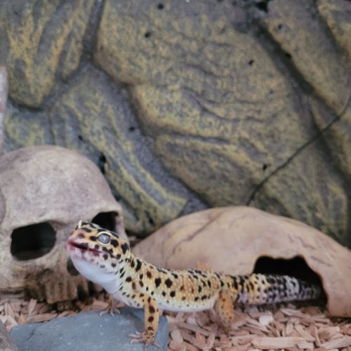 Petit gecko léopard 