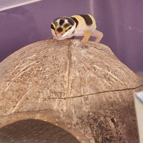Petit gecko léopard 