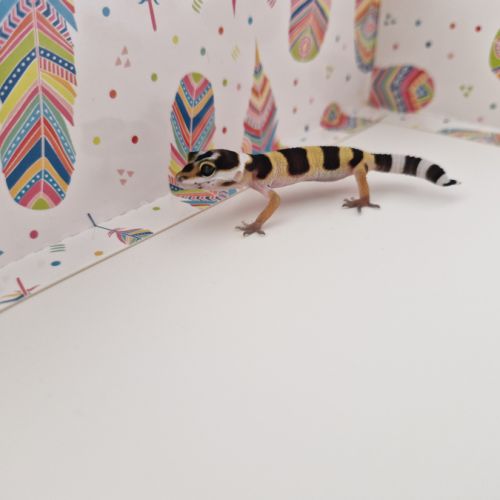 Petit gecko léopard 
