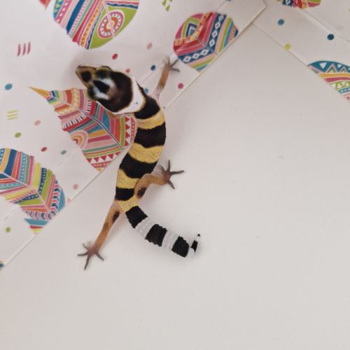 Petit gecko léopard 