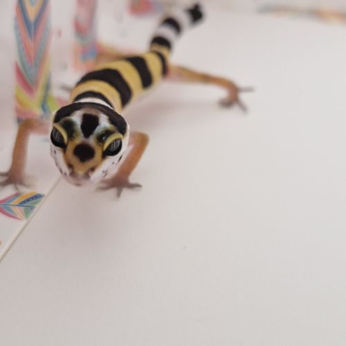 Petit gecko léopard 