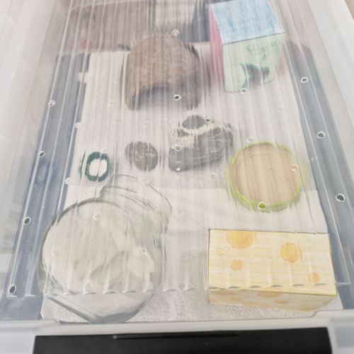 Petit gecko léopard 