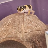 Petit gecko léopard 