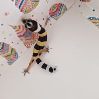 Petit gecko léopard 