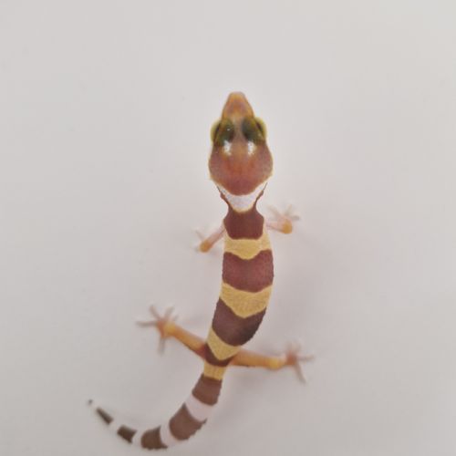 Petit gecko léopard 