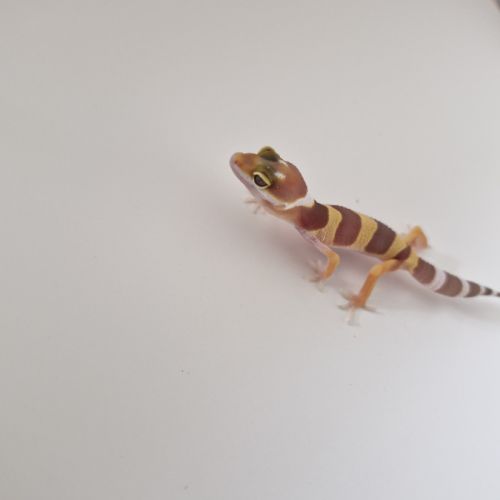 Petit gecko léopard 