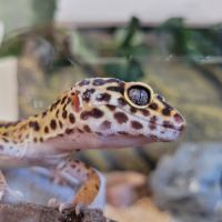 Petit gecko léopard 