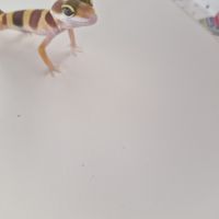 Petit gecko léopard 