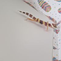 Petit gecko léopard 