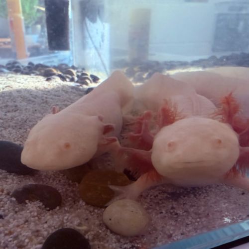 Vente 2 axolotls + aquarium #2