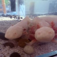 Vente 2 axolotls + aquarium #2