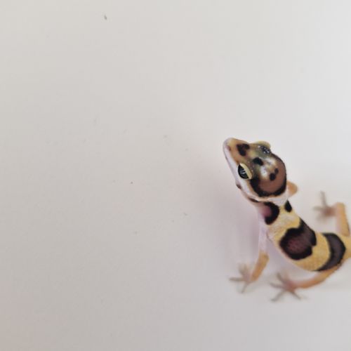 Petit gecko léopard 