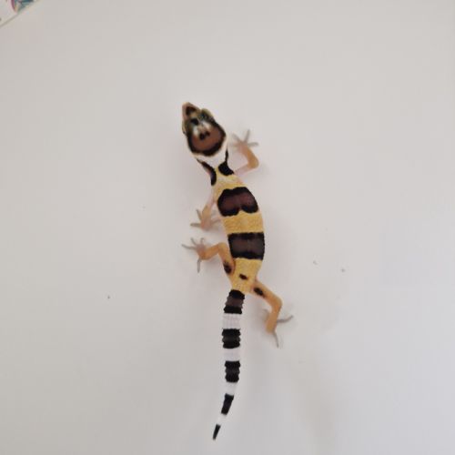 Petit gecko léopard 