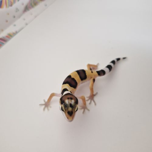 Petit gecko léopard 