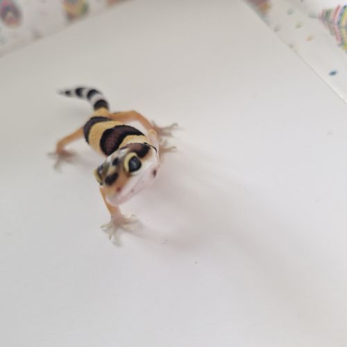 Petit gecko léopard 