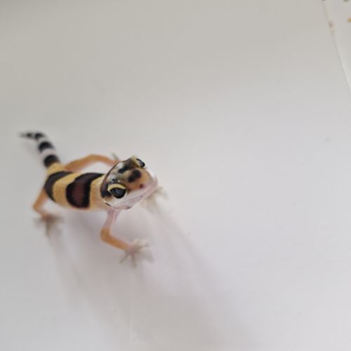 Petit gecko léopard 