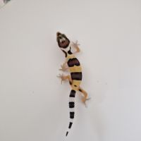 Petit gecko léopard 