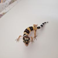 Petit gecko léopard 