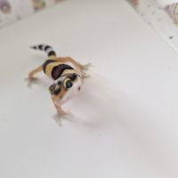 Petit gecko léopard 