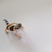 Petit gecko léopard 