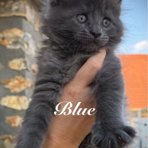 Chatons maine coon loof à réserver