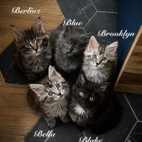 Chatons maine coon loof à réserver #1
