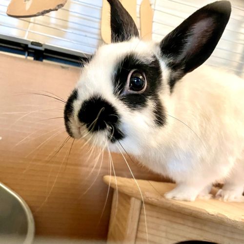 Lapin femelle à donner