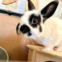Lapin femelle à donner