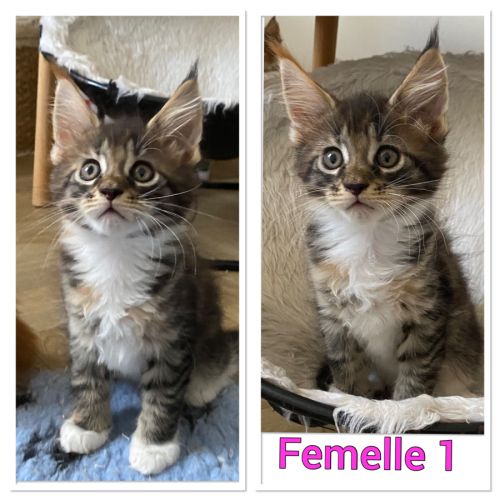 A réserver chatons maine coon loof #1