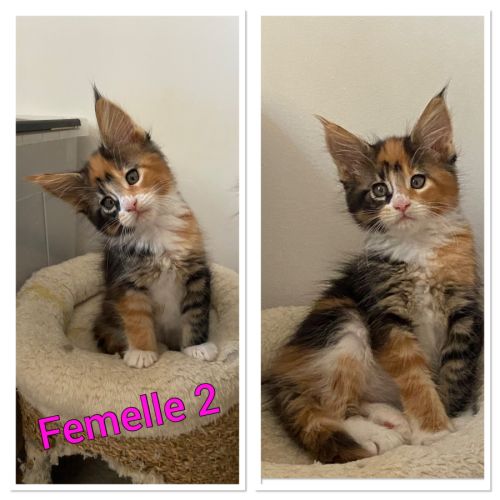 A réserver chatons maine coon loof #2