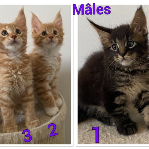 A réserver chatons maine coon loof