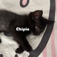 Chipie l'aventurière #2