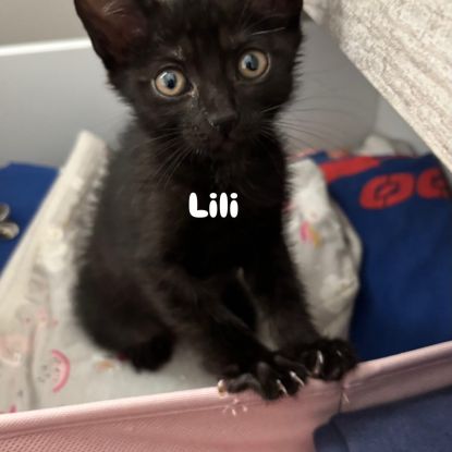 Lili un petit coeur à la recherche de sa famille #2