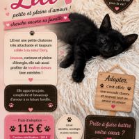 Lili un petit coeur à la recherche de sa famille