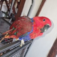 Eclectus femelle #1