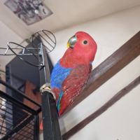 Eclectus femelle #0