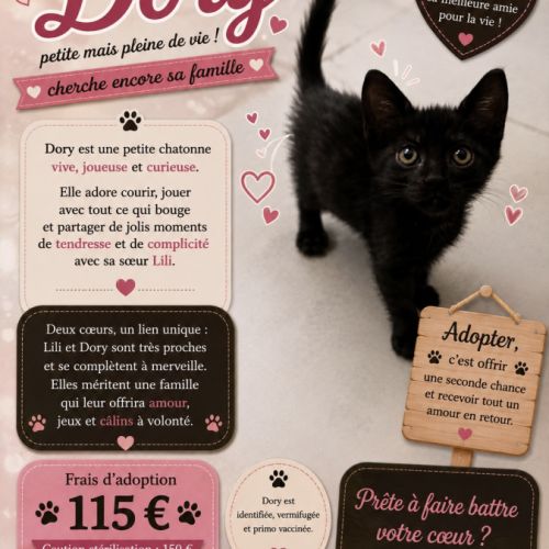 Dory un petit coeur à la recherche de sa famille